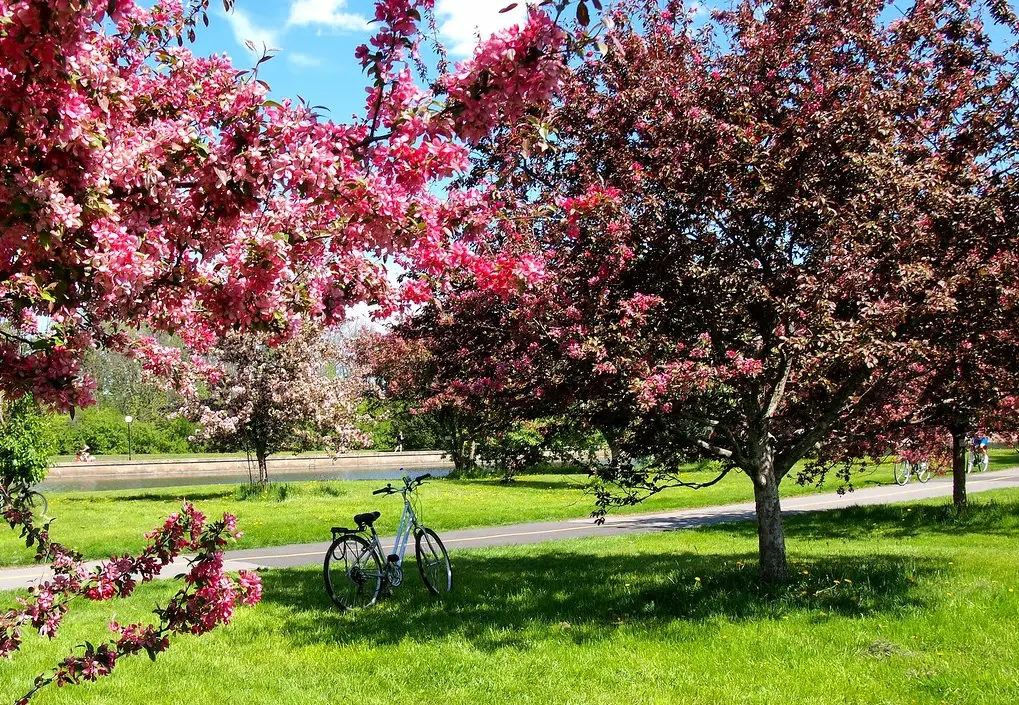 Along a bike trail in Ottawa
